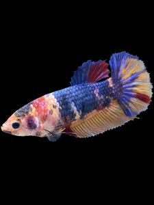 Female Halfmoon Plakat - Multicolor #2010 - Live Betta Fish