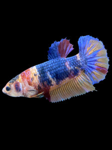 Female Halfmoon Plakat - Multicolor #2010 - Live Betta Fish
