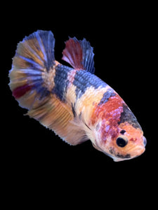 Female Halfmoon Plakat - Multicolor #2010 - Live Betta Fish