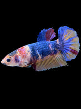 Load image into Gallery viewer, Female Halfmoon Plakat - Multicolor #2010 - Live Betta Fish
