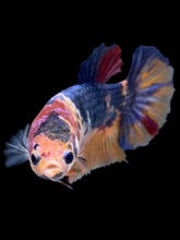 Load image into Gallery viewer, Female Halfmoon Plakat - Multicolor #2010 - Live Betta Fish
