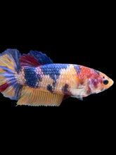 Load image into Gallery viewer, Female Halfmoon Plakat - Multicolor #2010 - Live Betta Fish
