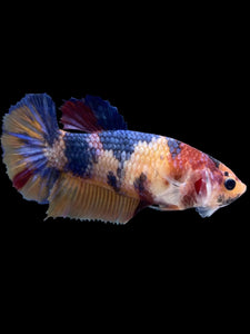 Female Halfmoon Plakat - Multicolor #2010 - Live Betta Fish