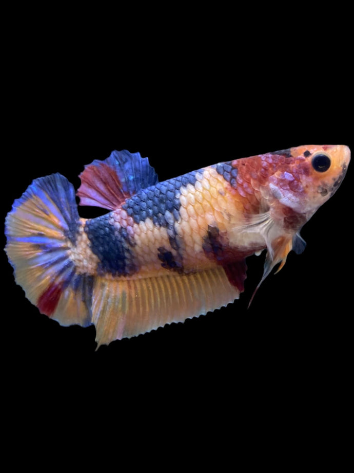Female Halfmoon Plakat - Multicolor #2010 - Live Betta Fish