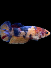 Load image into Gallery viewer, Female Halfmoon Plakat - Multicolor #2010 - Live Betta Fish

