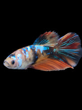 Load image into Gallery viewer, GIANT Female Halfmoon - Galaxy #2011 Live Betta Fish
