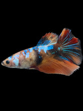 Load image into Gallery viewer, GIANT Female Halfmoon - Galaxy #2011 Live Betta Fish
