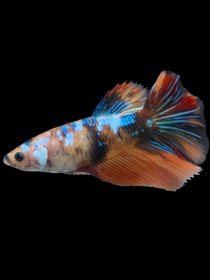GIANT Female Halfmoon - Galaxy #2011 Live Betta Fish