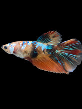 Load image into Gallery viewer, GIANT Female Halfmoon - Galaxy #2011 Live Betta Fish
