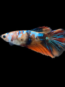 GIANT Female Halfmoon - Galaxy #2011 Live Betta Fish
