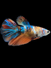 Load image into Gallery viewer, GIANT Female Halfmoon - Galaxy #2011 Live Betta Fish
