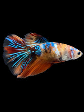 Load image into Gallery viewer, GIANT Female Halfmoon - Galaxy #2011 Live Betta Fish
