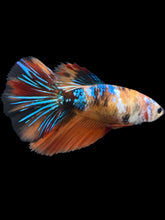 Load image into Gallery viewer, GIANT Female Halfmoon - Galaxy #2011 Live Betta Fish
