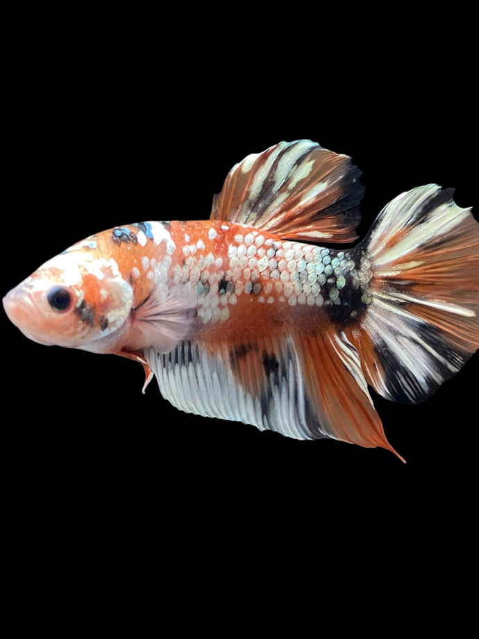 GIANT Male Halfmoon Plakat - Candy Copper #2012 - Live Betta Fish