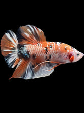 Load image into Gallery viewer, GIANT Male Halfmoon Plakat - Candy Copper #2012 - Live Betta Fish
