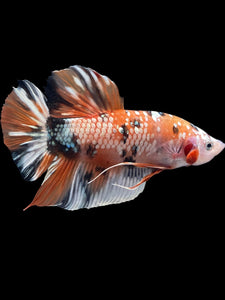 GIANT Male Halfmoon Plakat - Candy Copper #2012 - Live Betta Fish