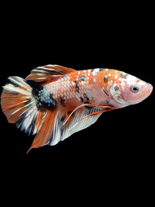 GIANT Male Halfmoon Plakat - Candy Copper #2012 - Live Betta Fish