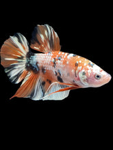 Load image into Gallery viewer, GIANT Male Halfmoon Plakat - Candy Copper #2012 - Live Betta Fish
