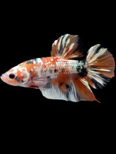 Load image into Gallery viewer, GIANT Male Halfmoon Plakat - Candy Copper #2012 - Live Betta Fish
