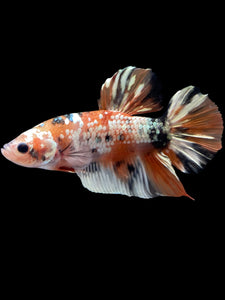 GIANT Male Halfmoon Plakat - Candy Copper #2012 - Live Betta Fish