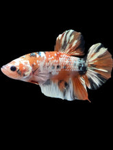 Load image into Gallery viewer, GIANT Male Halfmoon Plakat - Candy Copper #2012 - Live Betta Fish
