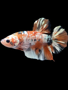 GIANT Male Halfmoon Plakat - Candy Copper #2012 - Live Betta Fish