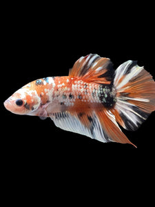 GIANT Male Halfmoon Plakat - Candy Copper #2012 - Live Betta Fish