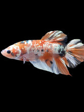 Load image into Gallery viewer, GIANT Male Halfmoon Plakat - Candy Copper #2012 - Live Betta Fish
