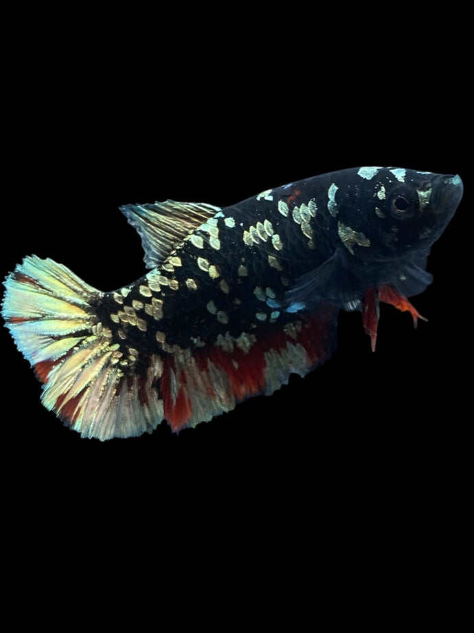 Female Halfmoon Plakat - Gold Avatar #2013 - Live Betta Fish