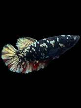 Load image into Gallery viewer, Female Halfmoon Plakat - Gold Avatar #2013 - Live Betta Fish
