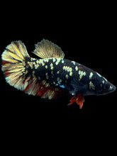 Load image into Gallery viewer, Female Halfmoon Plakat - Gold Avatar #2013 - Live Betta Fish
