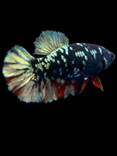 Load image into Gallery viewer, Female Halfmoon Plakat - Gold Avatar #2013 - Live Betta Fish
