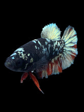 Load image into Gallery viewer, Female Halfmoon Plakat - Gold Avatar #2013 - Live Betta Fish
