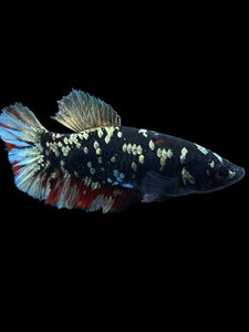 Female Halfmoon Plakat - Gold Avatar #2013 - Live Betta Fish