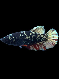 Female Halfmoon Plakat - Gold Avatar #2013 - Live Betta Fish