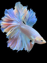 Load image into Gallery viewer, Male Feather Tail - Pink #2014 - Live Betta Fish (SKIN TAG)
