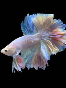 Male Feather Tail - Pink #2014 - Live Betta Fish (SKIN TAG)