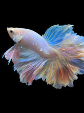 Load image into Gallery viewer, Male Feather Tail - Pink #2014 - Live Betta Fish (SKIN TAG)
