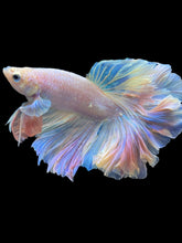 Load image into Gallery viewer, Male Feather Tail - Pink #2014 - Live Betta Fish (SKIN TAG)
