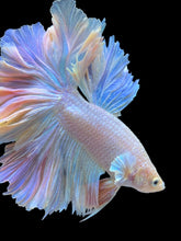 Load image into Gallery viewer, Male Feather Tail - Pink #2014 - Live Betta Fish (SKIN TAG)

