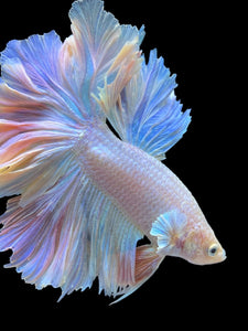 Male Feather Tail - Pink #2014 - Live Betta Fish (SKIN TAG)