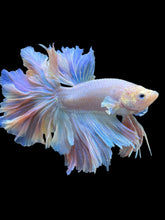 Load image into Gallery viewer, Male Feather Tail - Pink #2014 - Live Betta Fish (SKIN TAG)
