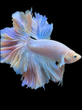 Load image into Gallery viewer, Male Feather Tail - Pink #2014 - Live Betta Fish (SKIN TAG)
