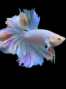 Male Feather Tail - Pink #2014 - Live Betta Fish (SKIN TAG)