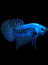 Load image into Gallery viewer, Male Alien - Green #2015 - Live Betta Fish
