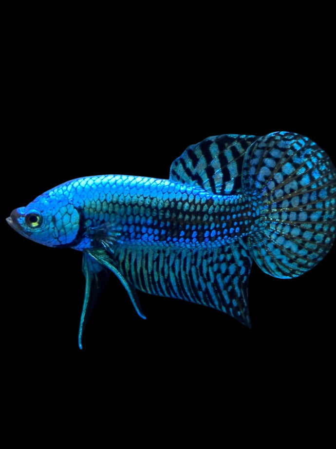 Male Alien - Green #2015 - Live Betta Fish