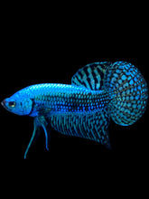 Load image into Gallery viewer, Male Alien - Green #2015 - Live Betta Fish

