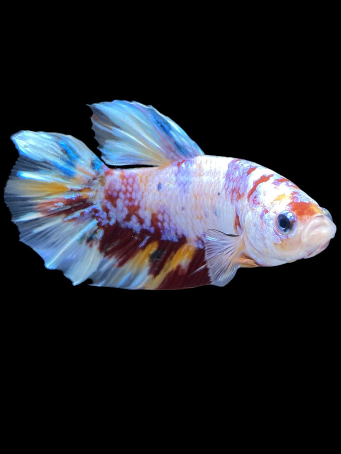 GIANT Male Halfmoon Plakat - Purple Candy #2016 - Live Betta Fish
