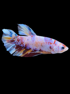 GIANT Male Halfmoon Plakat - Purple Candy #2016 - Live Betta Fish