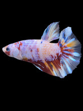 Load image into Gallery viewer, GIANT Male Halfmoon Plakat - Purple Candy #2016 - Live Betta Fish
